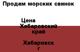 Продам морских свинок › Цена ­ 1 500 - Хабаровский край, Хабаровск г. Животные и растения » Грызуны и Рептилии   